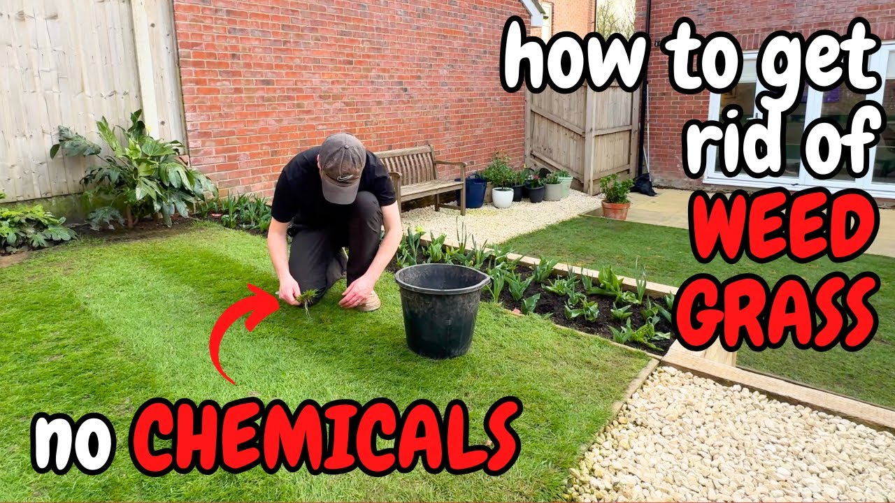 How to get rid of WEED GRASS without using chemicals