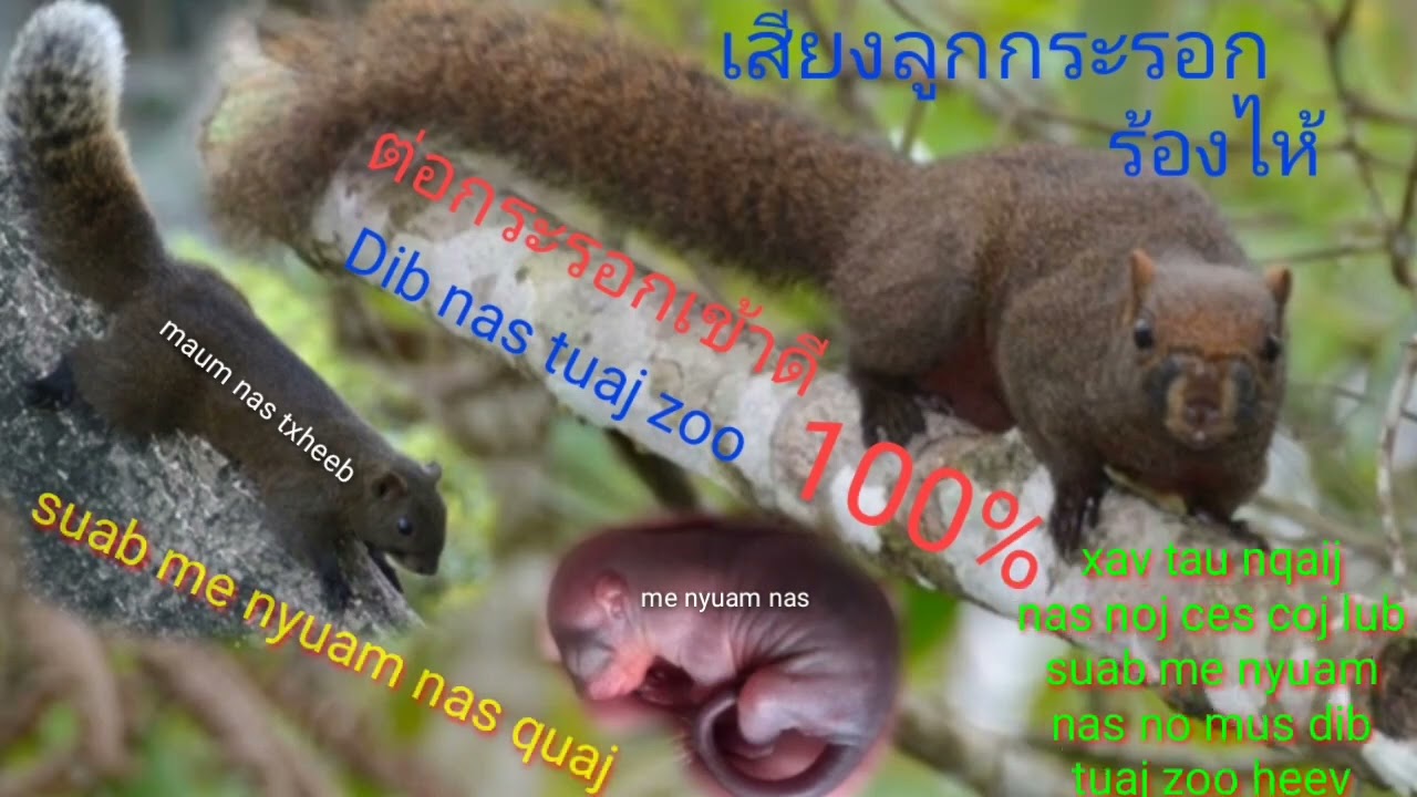 Suab me nyuam nas txheeb quaj zoo dib nas dib mab tuaj zoo tiag tiag 100%