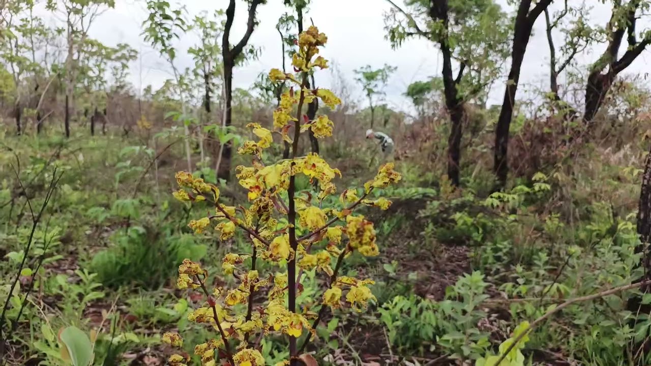 Orchidaceae, Cyrtopodium virescens, nova ocorrência para São Paulo  10.10.2025