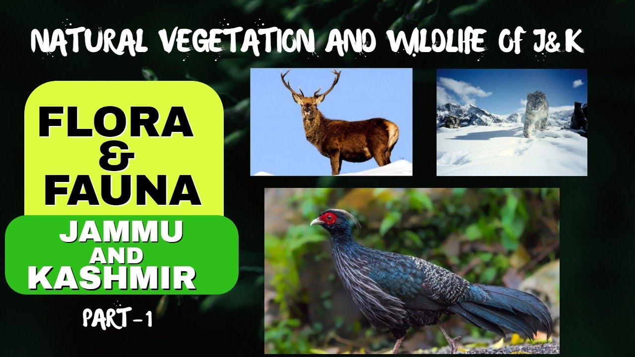 FLORA & FAUNA OF JAMMU AND KASHMIR - Natural Vegetation of J&K ,PART1
