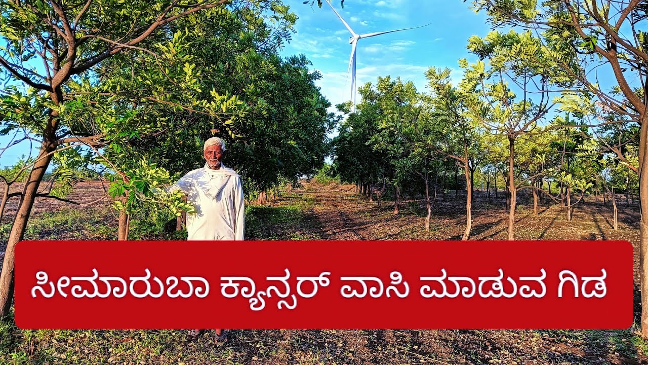 ಸೀಮಾರುಬಾ  ಕ್ಯಾನ್ಸರ್ ವಾಸಿ ಮಾಡುವ ಗಿಡ