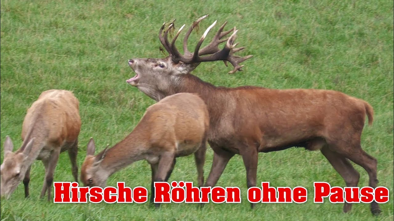 Hirschbrunft & Röhren Trailer