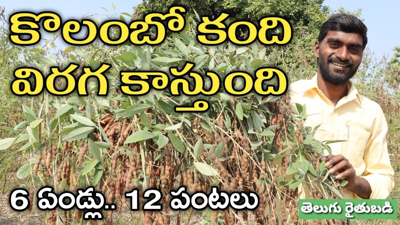 కొలంబో కంది తోట.. ఒక్కసారి నాటితే ఆరేండ్లు పంట | Columbo Redgram | తెలుగు రైతుబడి