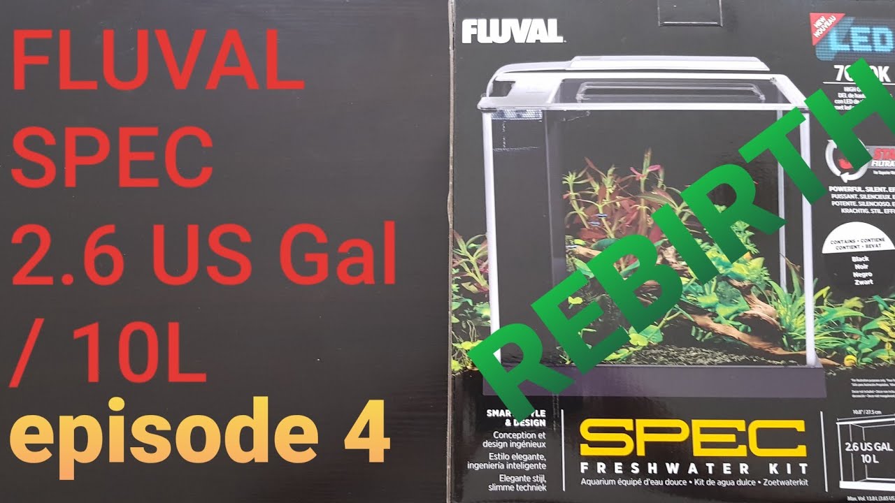 FLUVAL SPEC 10litre AQUARIUM setup and review REBIRTH - EPISODE 4