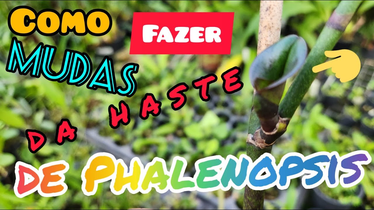 Como fazer muda de Phalenopsis a partir de haste floral