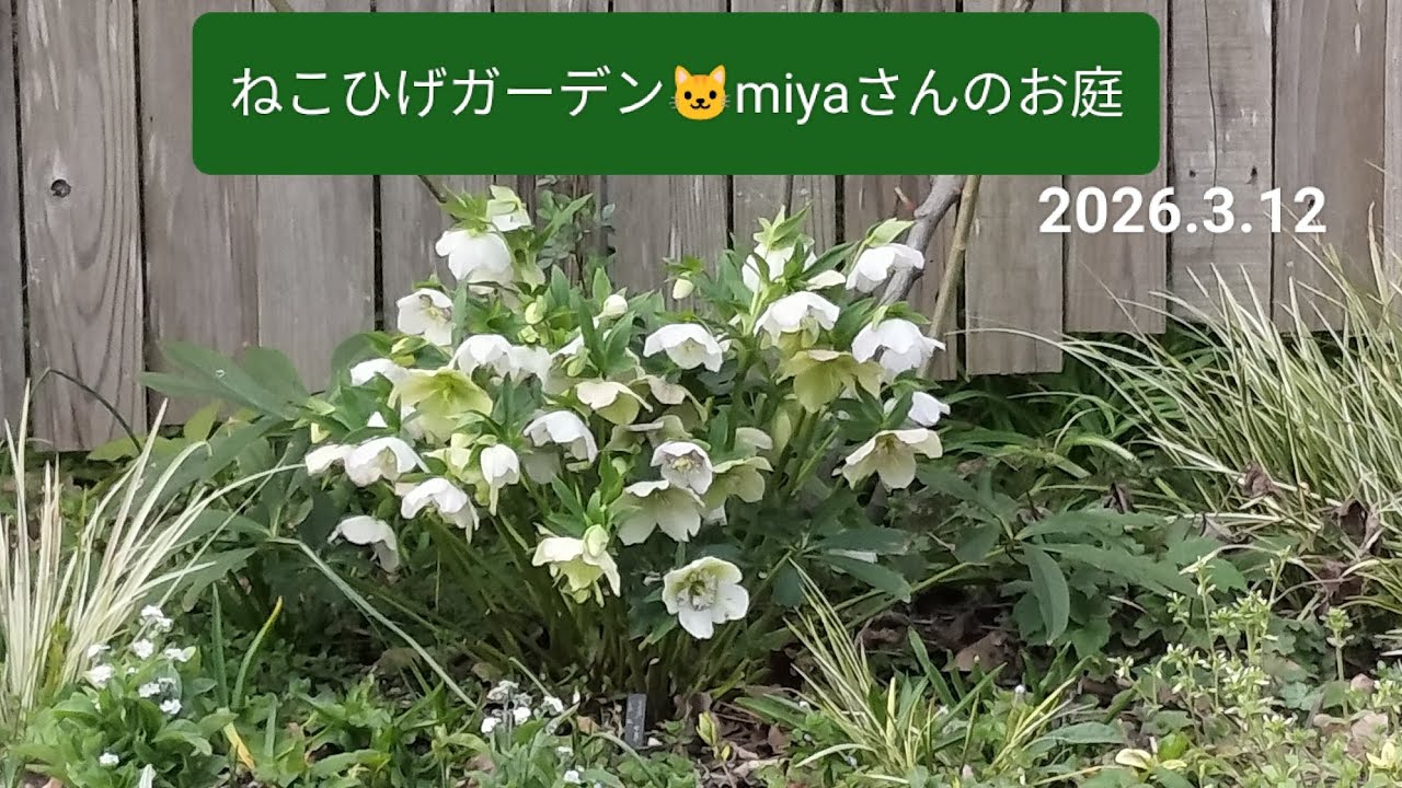 ねこひげガーデン🏡クリスマスローズと春のお庭を見せてもらいました♪