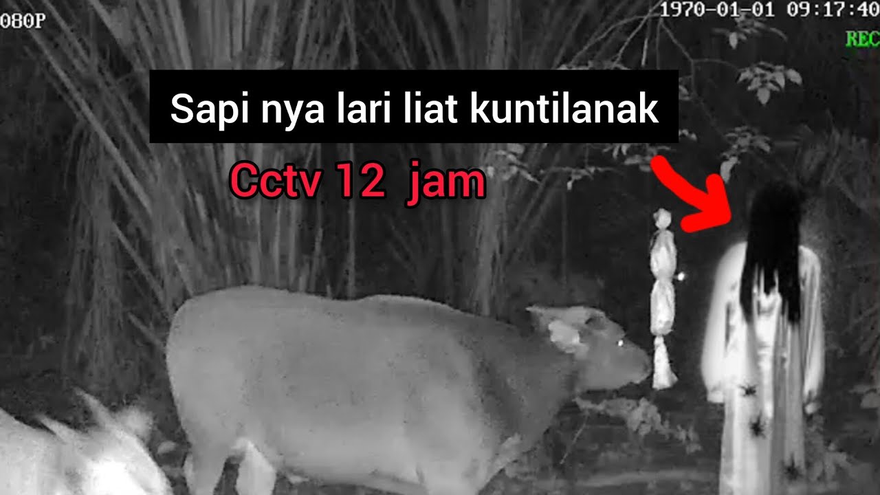Eksperimen cctv 12 jam sapi nya lari ketakutan melihat kuntilanak || cctv horor