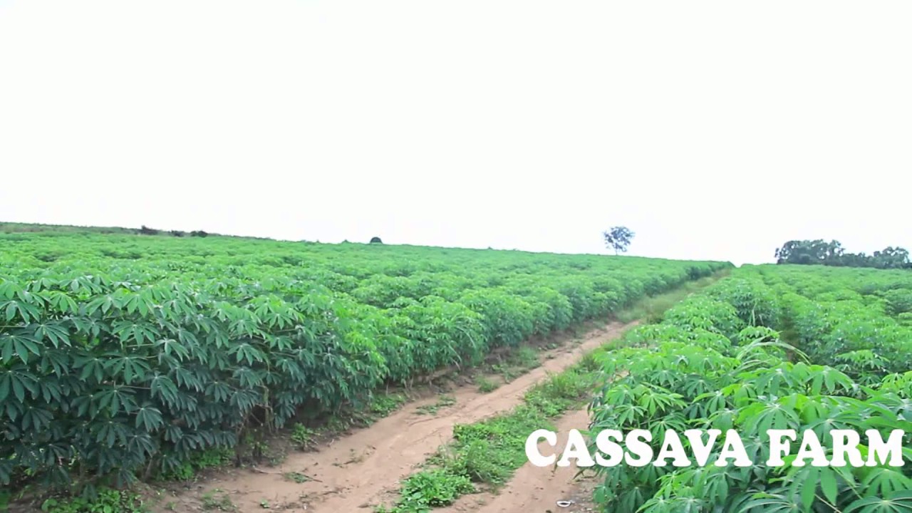 Niji farm Cassava Plantation