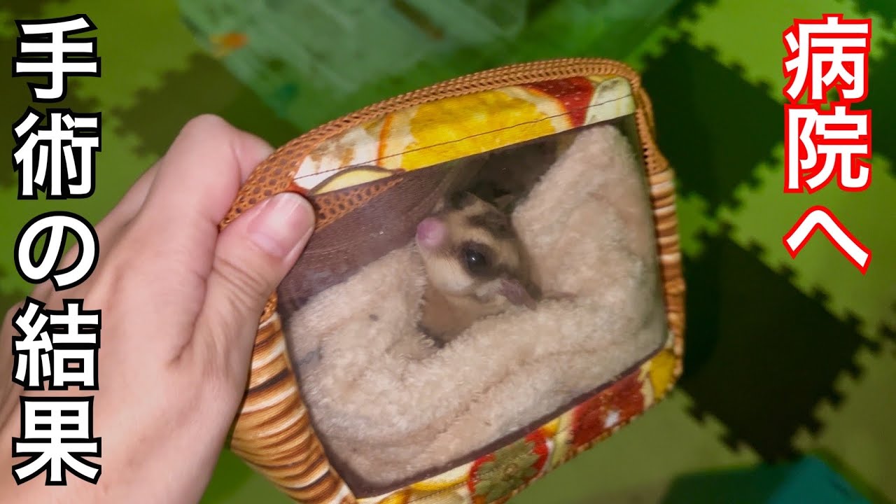  【閲覧注意】モモンガを1日がかりで病院で手術してきました