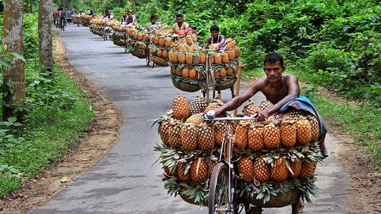 Pineapple Juice Production and Manufacturing Process from Pineapple Farming and Pineapple Harvesting