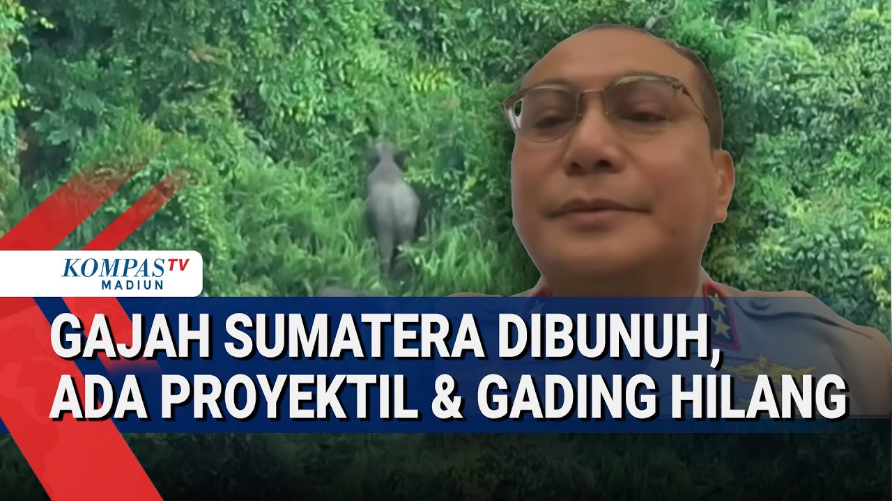 Gajah Sumatera Ditemukan Tanpa Kepala di Riau, Kapolda Ungkap Fakta Baru