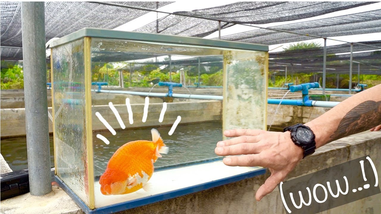 CE POISSON ROUGE COÛTE 2000 EUROS ! -TOOPET
