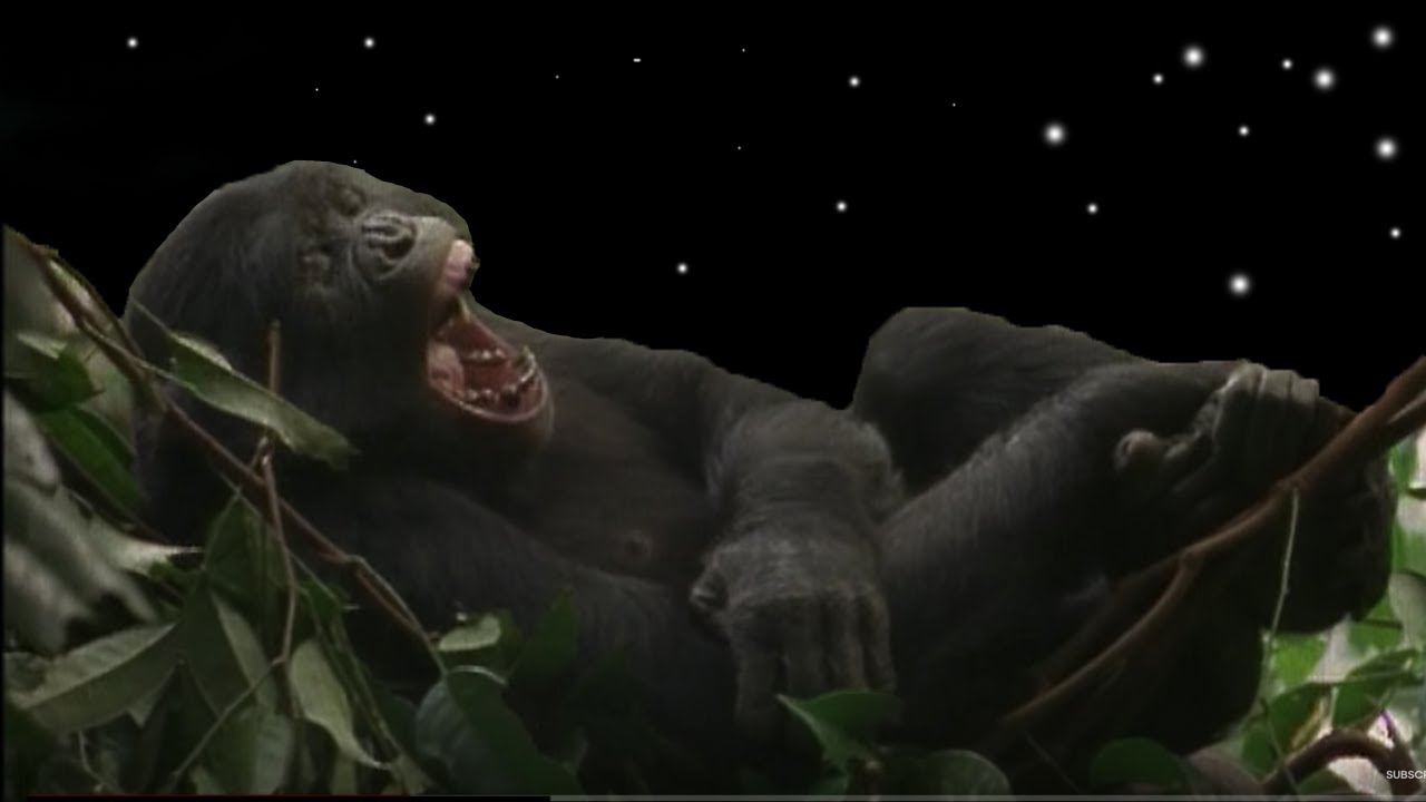 Contagious yawns! | Earth Juice | BBC Earth Explore