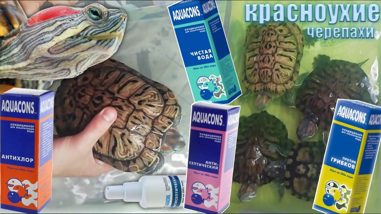 Aquacons для красноухих черепах. Антисептик против грибков антихлор чистая вода
