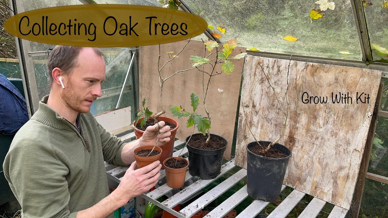 Collecting & Potting Oak Seedlings for Bonsai
