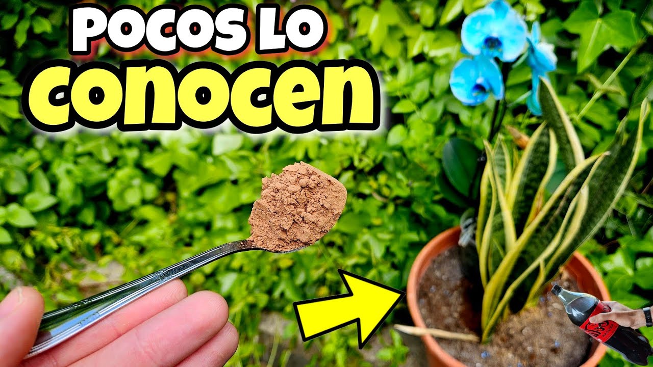 🌱 Toda PLANTA FLORECE y CRECE GRACIAS a este ABONO CASERO Orgánico para huerta urbana y Jardín!