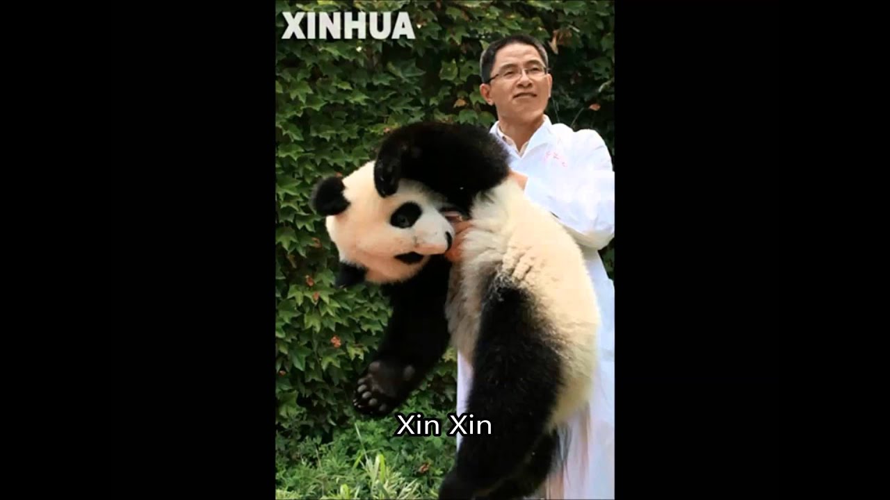 Mei Xiang's Birth Family