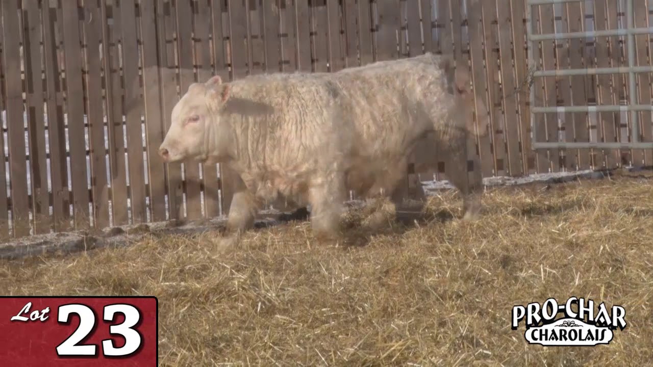 Lot 23 - ProChar 2020.mp4