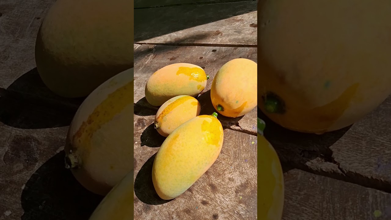 Mango#Real King of Fruits#Amrapali Variety#Good Mango Variety #