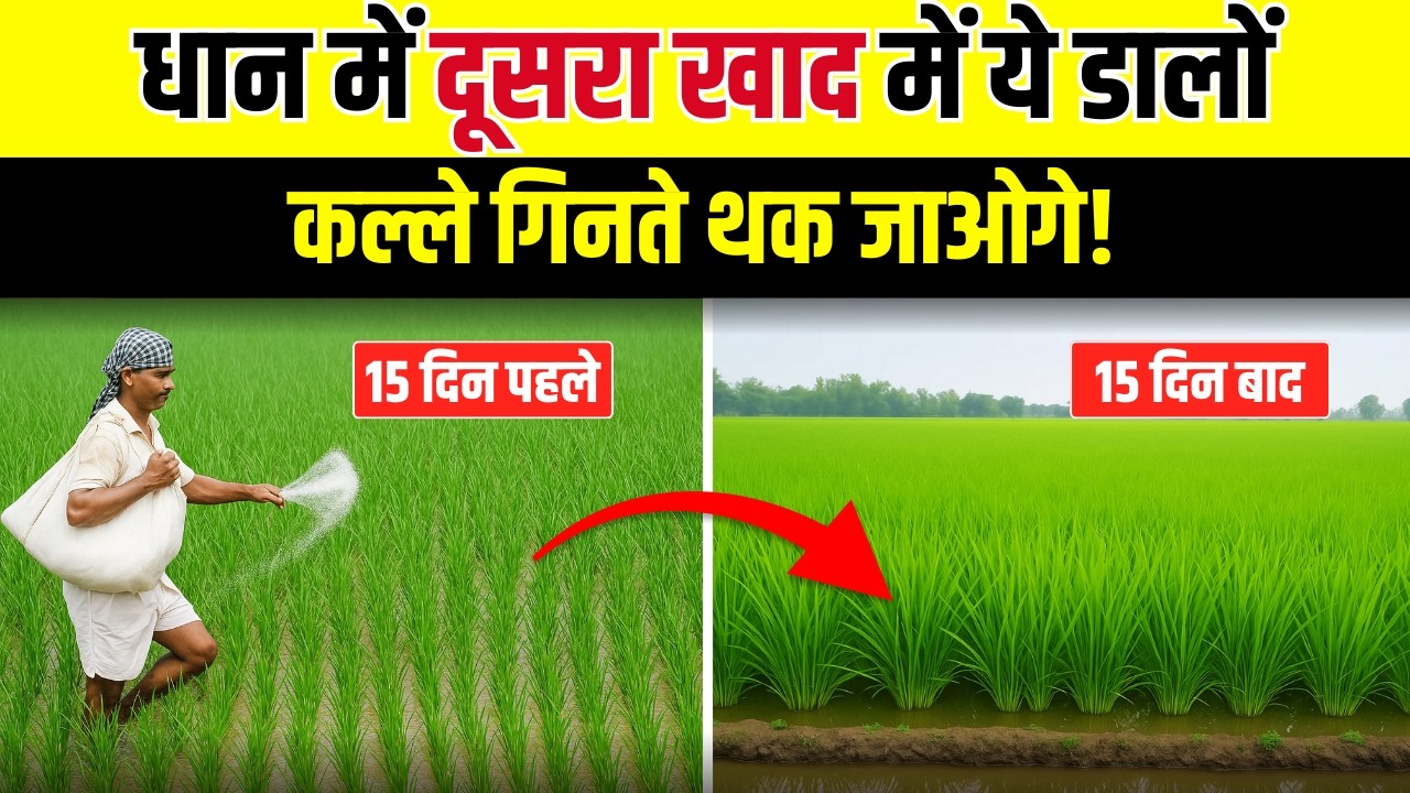 धान में दूसरी खाद का जबरदस्त फॉर्मूला | हर पौधें में 200 कल्लें | इस खाद के बिना नहीं होगा पैदावार