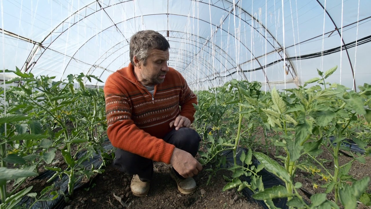 БЪЛГАРСКАТА ГРАДИНАРСКА ТРАДИЦИЯ част 24