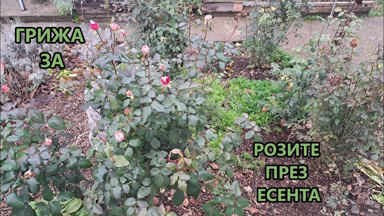 Да подрязваме ли розите през есента? Вкореняване на рози.