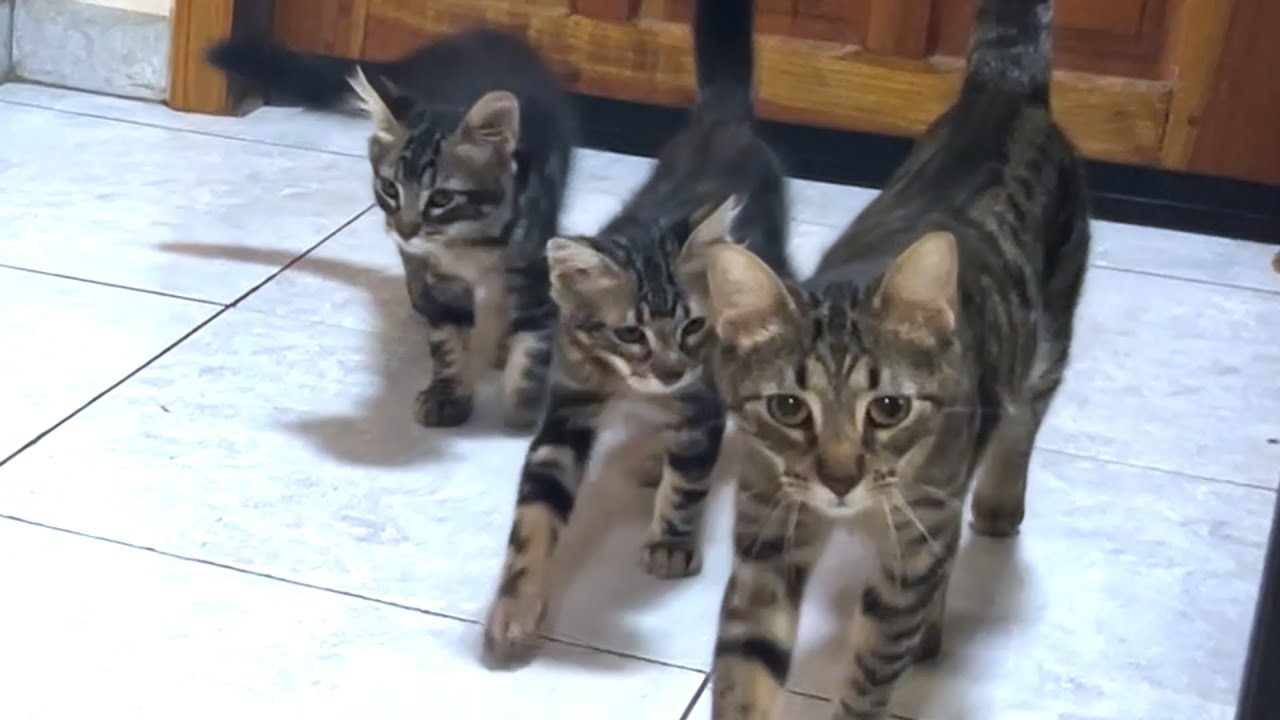 Кошка-мать хочет отлучить своих котят, за которыми охотятся котята, ищущие молока...#172