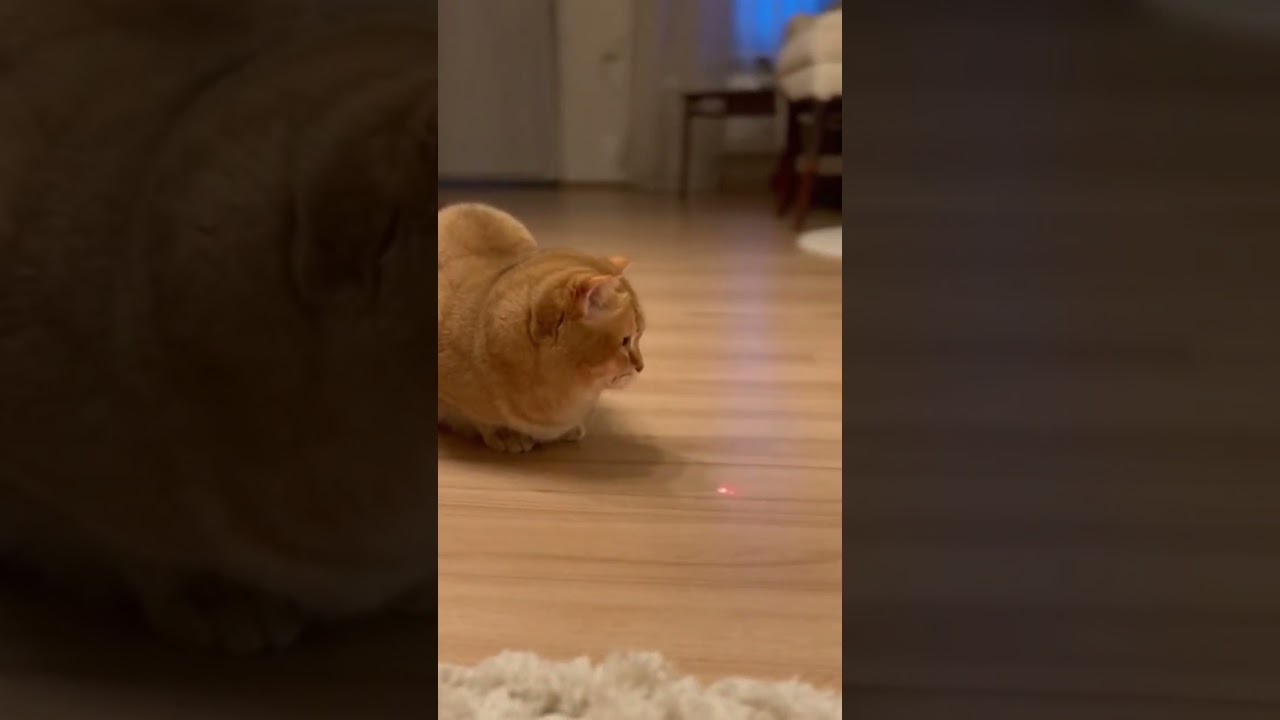 😻 Cat 😍| Animal | Life 🐈 