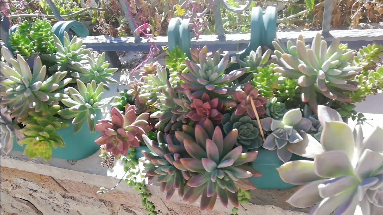 graptoveria opalina dikicektim, çok başka işler yaptım🤭😇✅# ısparta #burdur