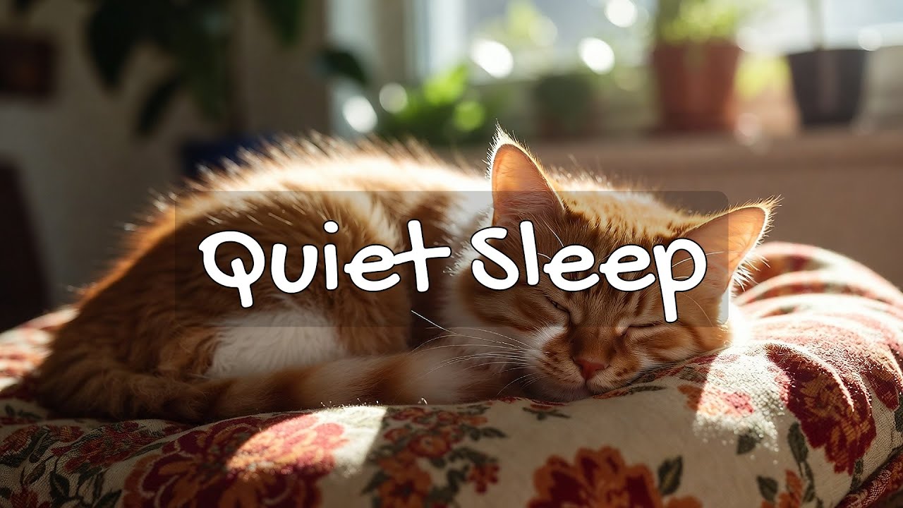 LIVE 🐱 Gentle Lofi Sleep Music for Kittens 🐾 | Season 18 | Playlist 🎧