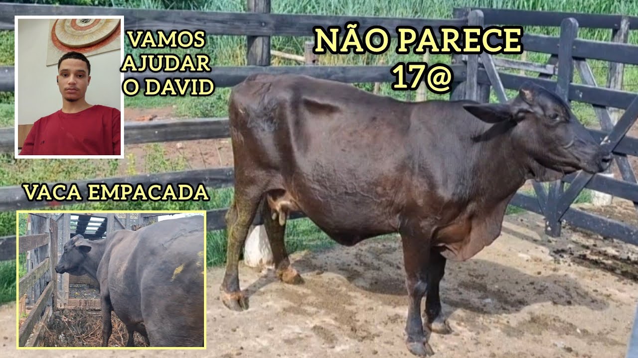 A VACA EMPACOU!!!💪🏻💪🏻💪🏻