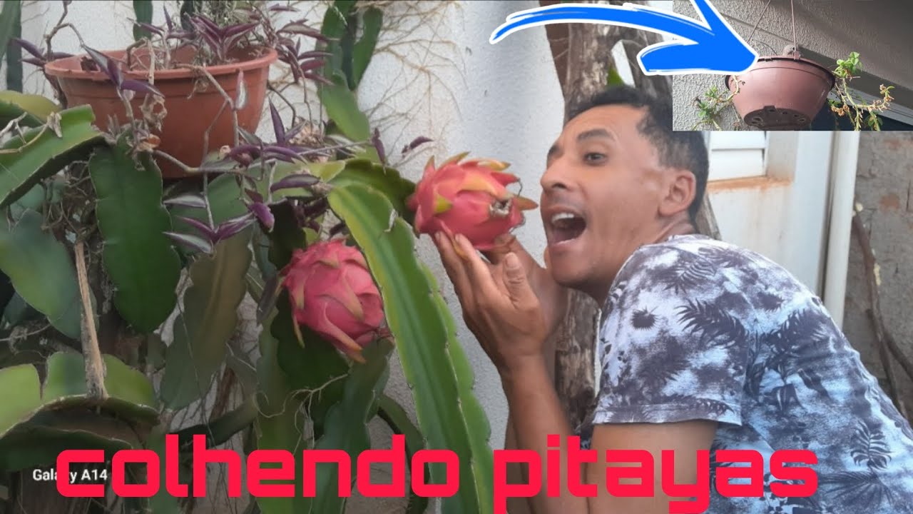 Minha primeira colheita de pitaya /minha rotina olha a onde este passarinho fez o ninho