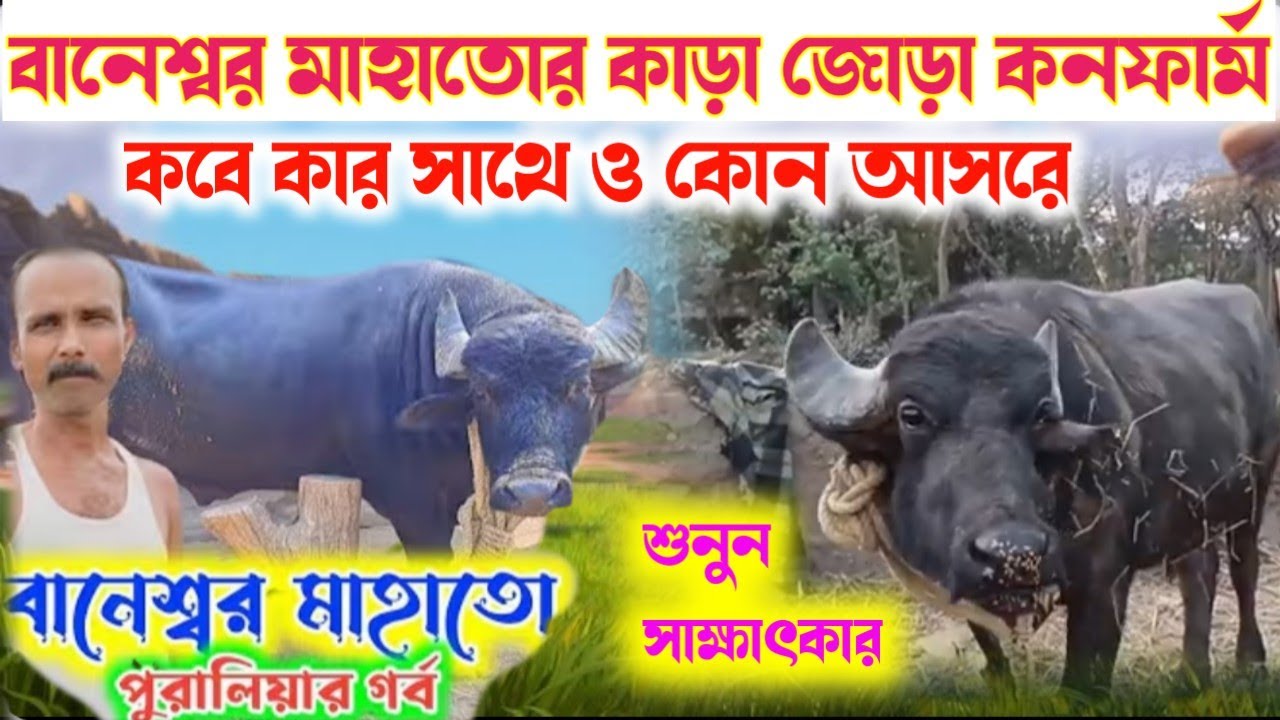 বানেস্বর মাহাত ( নডিহা ) বির কাড়ার জোড়া কনফার্ম করে  দুই মালিকের শুনুন সাক্ষাৎকার 