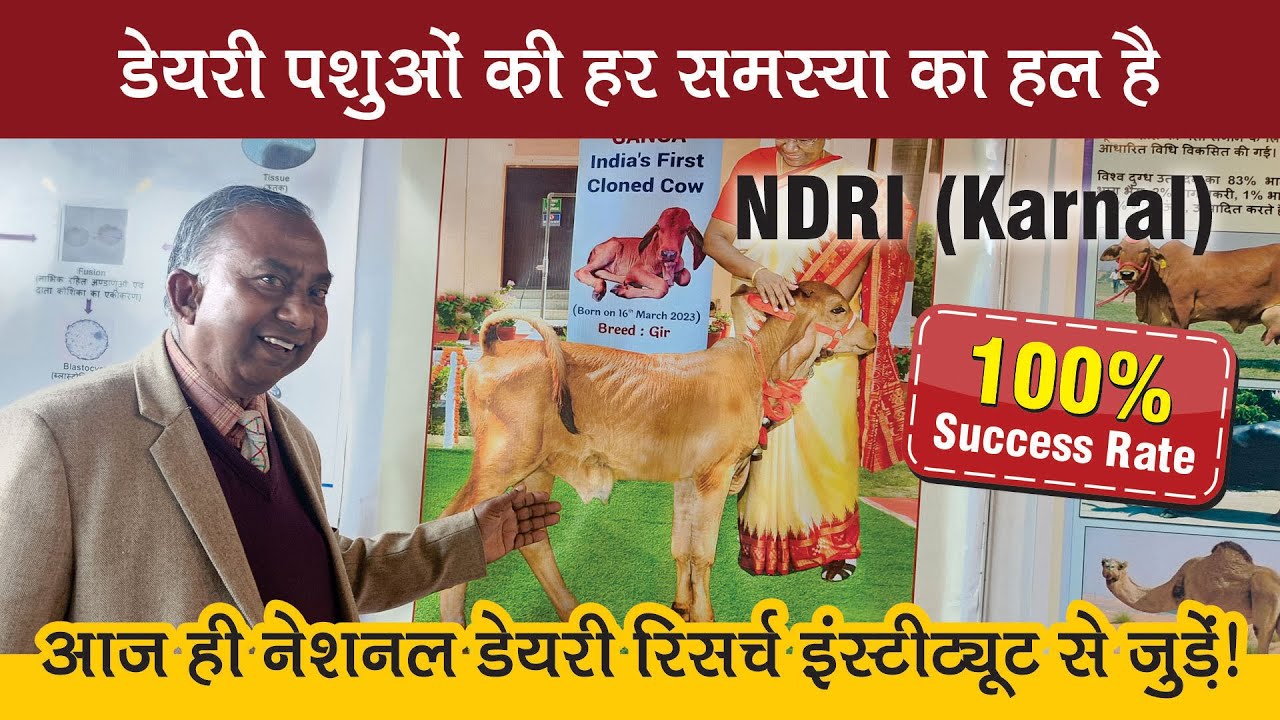 डेयरी पशुओं की हर समस्या का हल है NDRI Karnal | 100% Success Rate