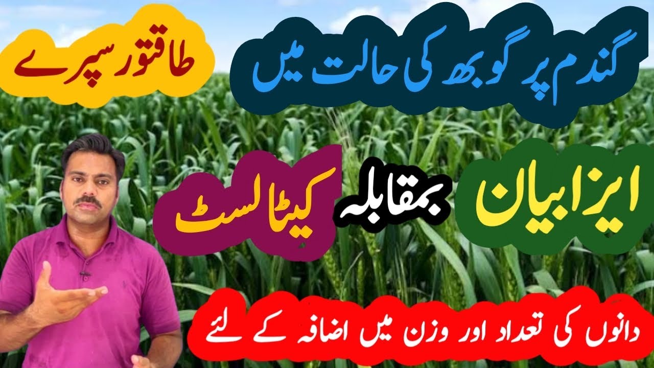 Powerful spray on wheat crop at booting stage | Isabion amino acid vs Katalyst potash on wheat crop