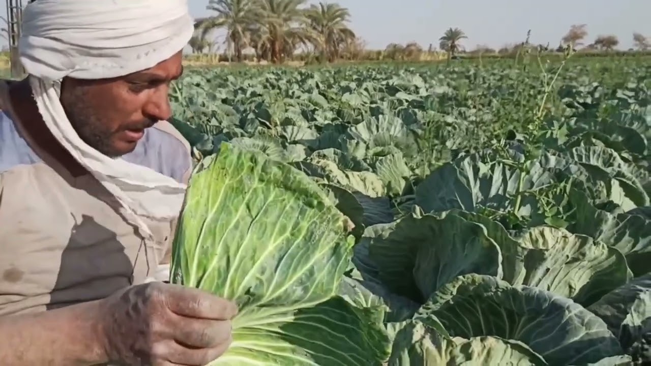 علاج اهم مرض يصيب الباميةهذه الايام