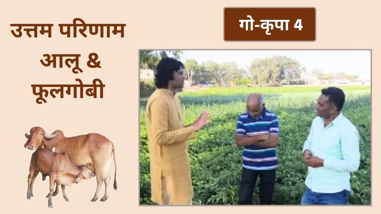 गो-कृपा 04 | आलू & फूलगोबी | Go Krupa 4 | Bansi Gir Gaushala | Gopalbhai