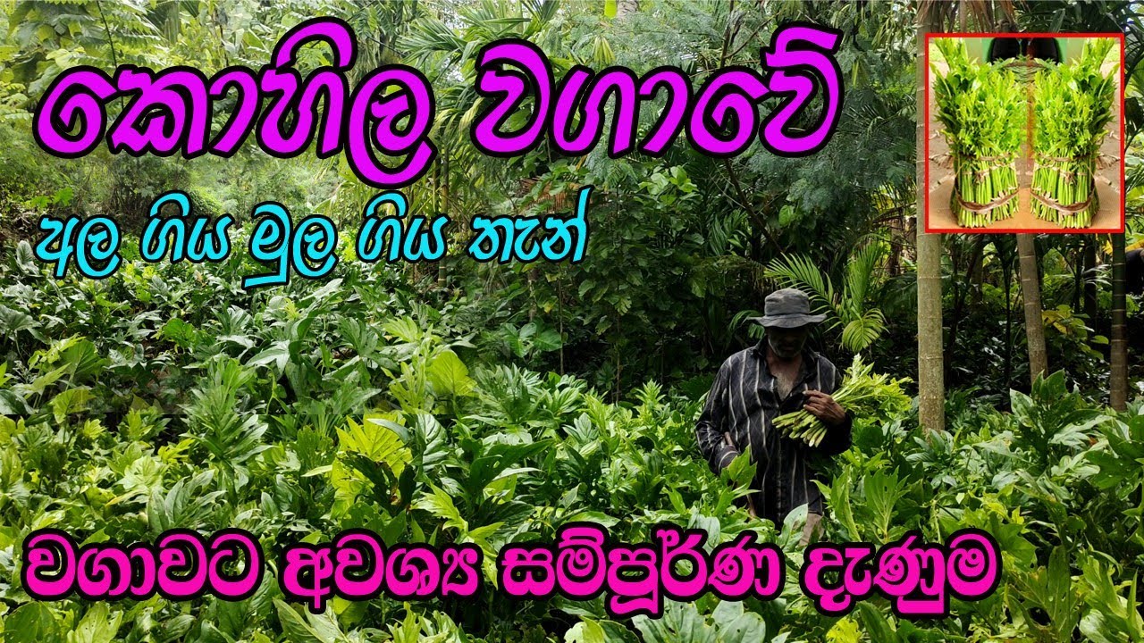 කොහිල වගාවක් ගේවත්තක ආරම්භ කරමු / Lasia Spinosa / කොහිල වලක් සාදාගමු / Kohila Wagawa Sinhala