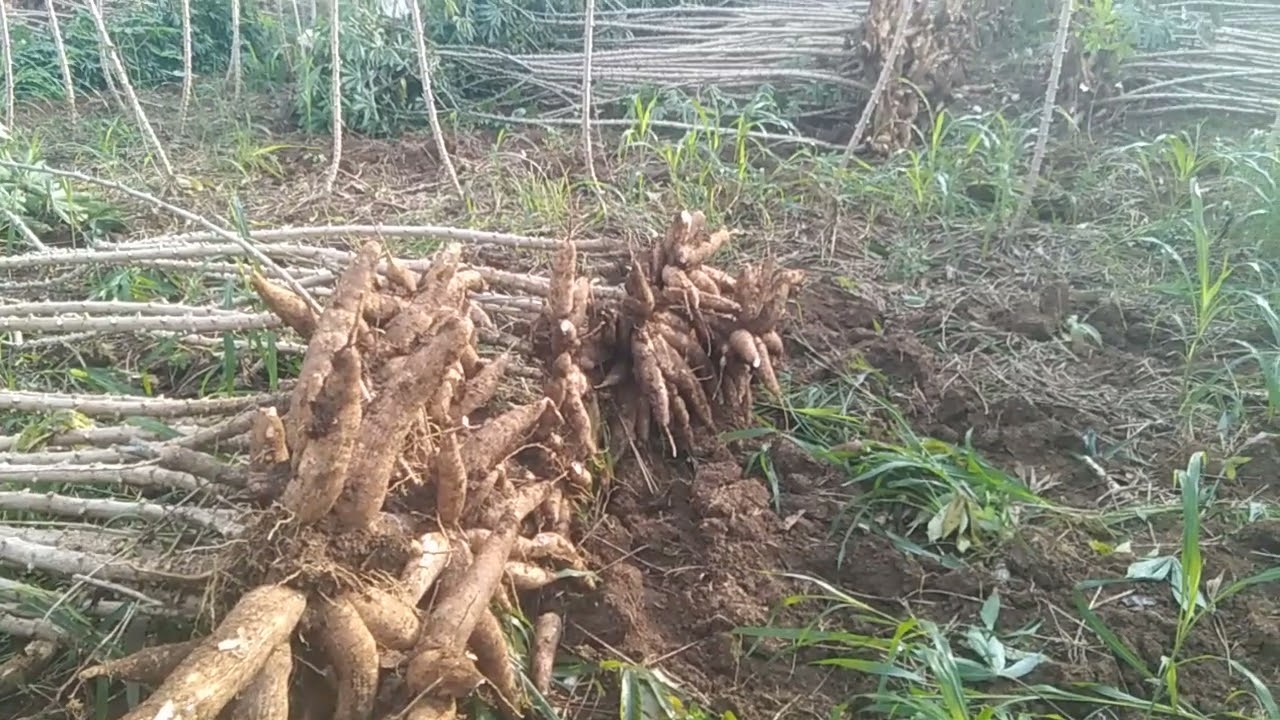 Mau lebaran cari uang banyak dulu bollo 💪💪💪💪