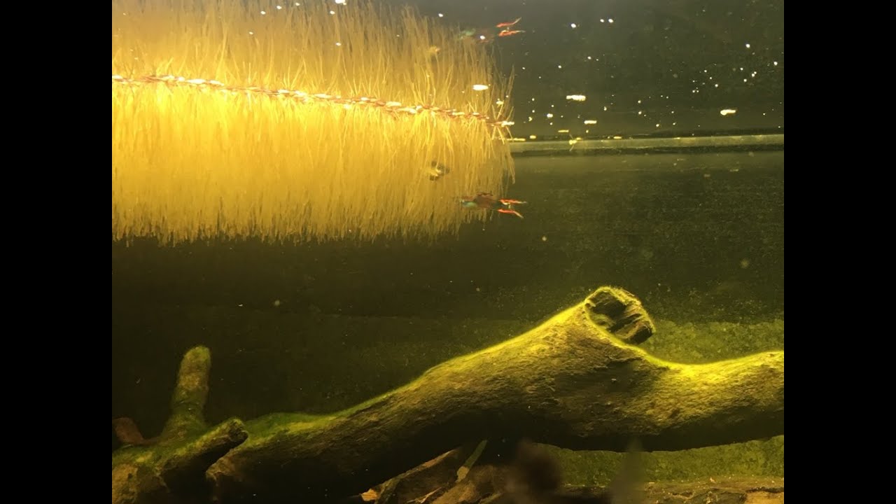 Lemna Minor