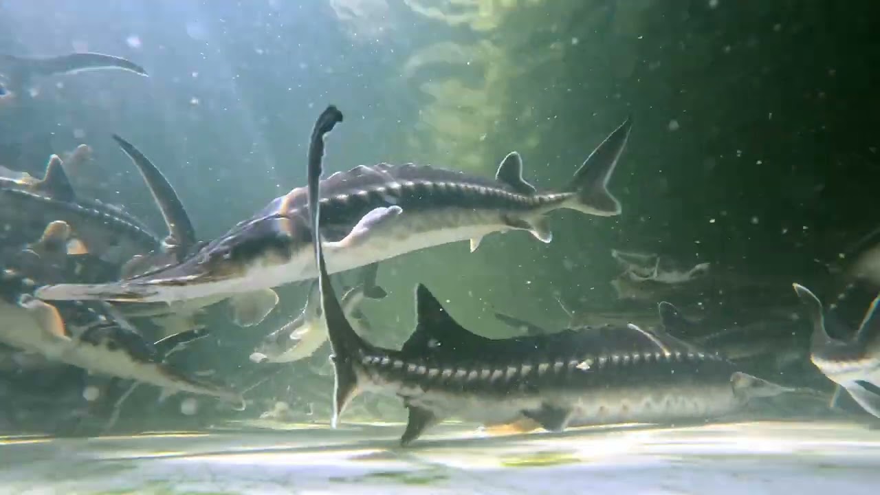 200,000 Sturgeon fish release into the Caspian Sea, Azerbaijan #sturgeon #caspian_sea #azerbaijan