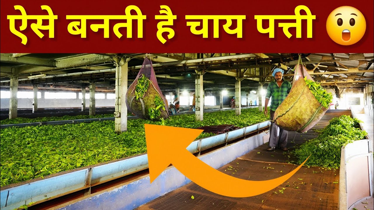 ऐसे बनती है चाय पत्ती - Tea Factory | Ooty Chocolate & Tea Factory Full Tour | Tea Manufacturing 