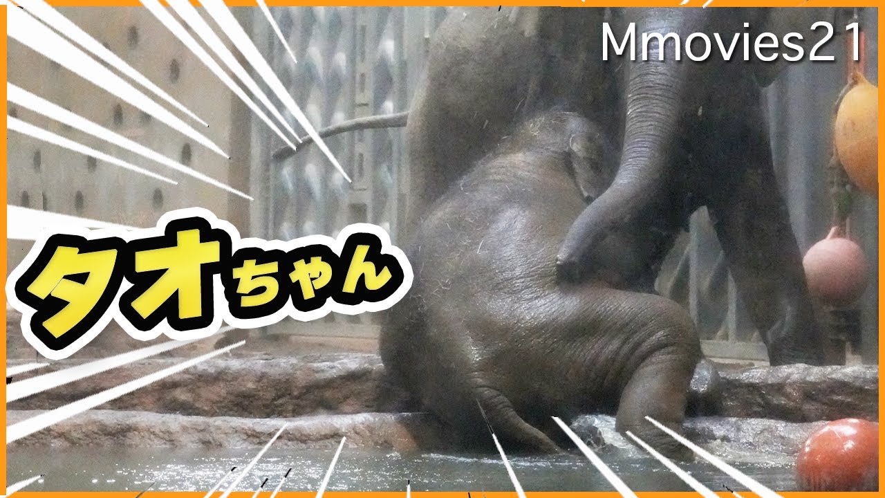 タオがプールに！叫ぶニャイン駆けつけるパール！ゾウの連携プレイが素晴らしい〜Asian Elephants
