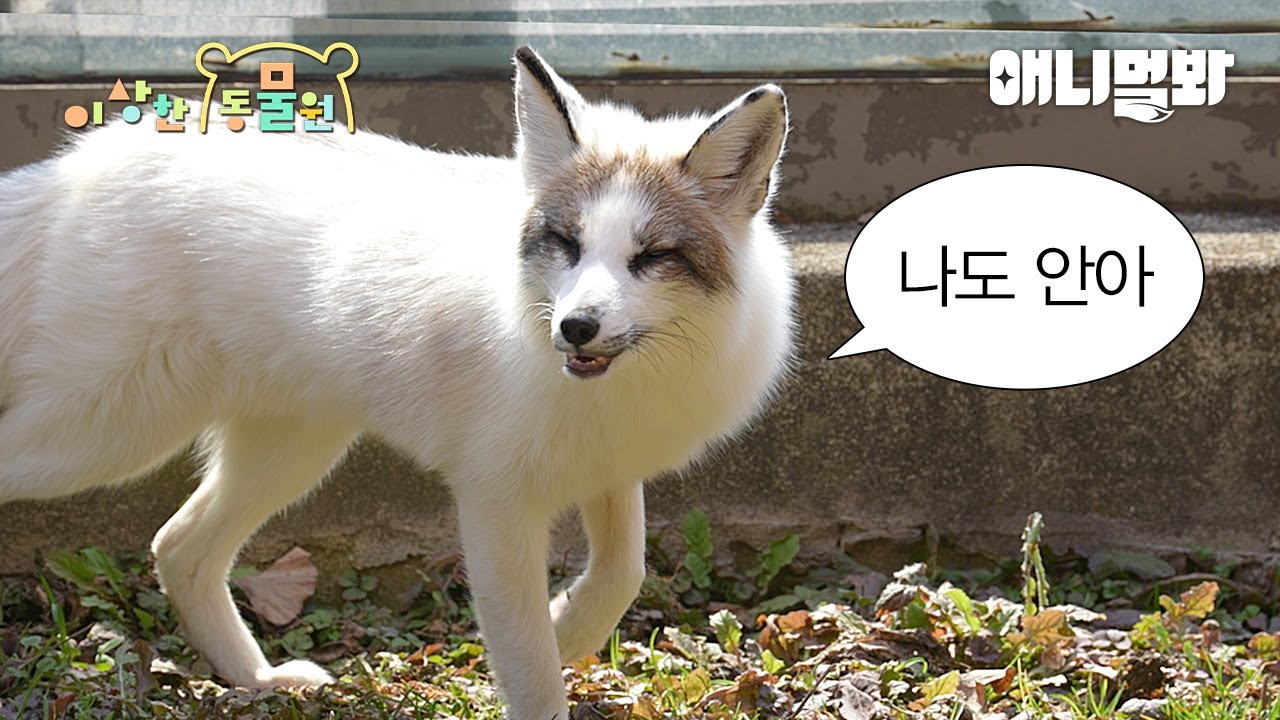 낯가리던 여우💦 무장해제 시키는 법ㅣ이상한 동물원 E.11ㅣHow To Open Up The Heart Of The Shy Fox