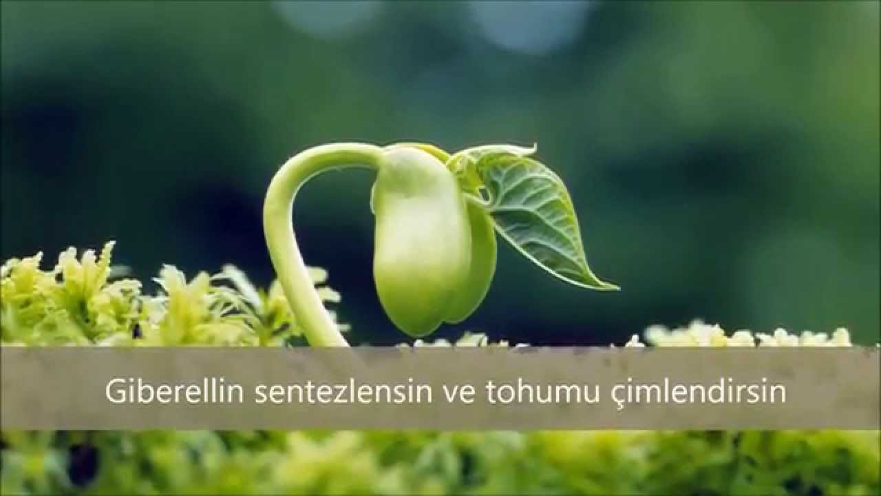 Yalvaç Fen Lisesi Bitkisel Hormonlar Şarkısı