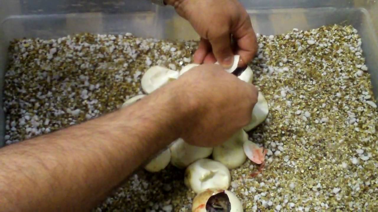 Ultra Bright Blood Python Hatching!