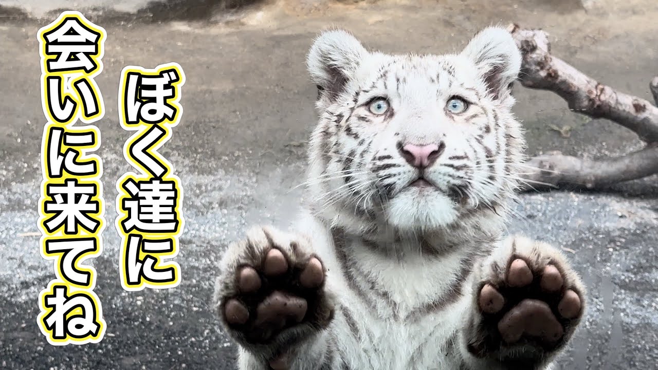 可愛いコタくんが撮れました🐯🩷　4月24日 東武動物公園　ホワイトタイガー赤ちゃん