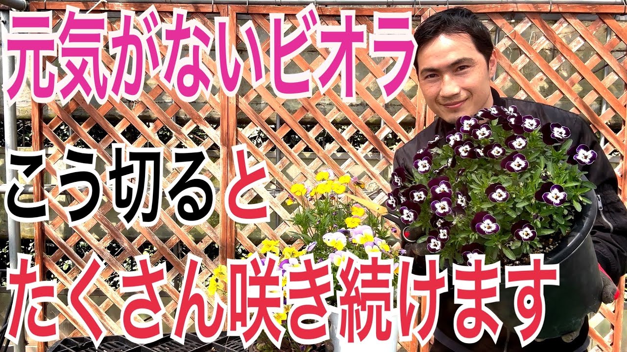 【パンジー&ビオラ】長く咲かせるための切り戻し＆管理方法を実践で解説します！【園芸】【ガーデニング】