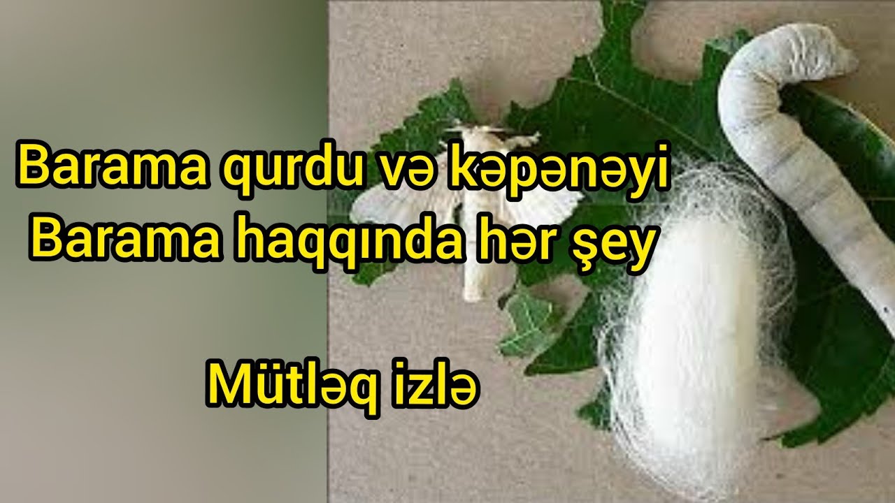 Barama qurdu ve kepeneyi.Ipek nece hazirlanir.Sonadek izleyin maraqlidir.