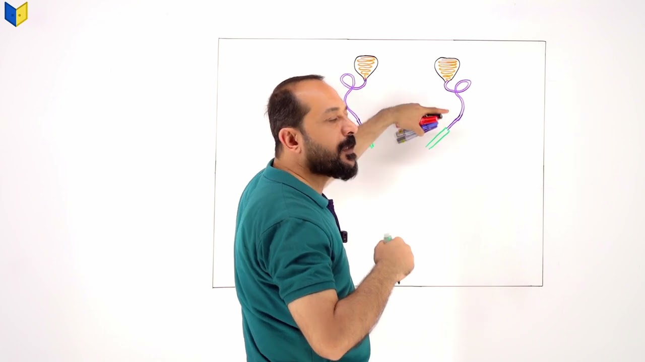 رسم الجهاز التناسلي الذكري في الحشرات